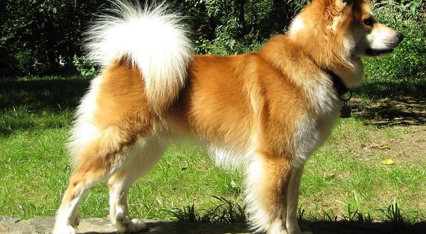 Icelandic Sheepdog dog breed information and facts ...
