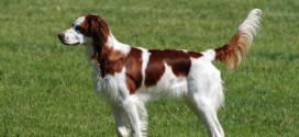 Irish Red And White Setter - picture
