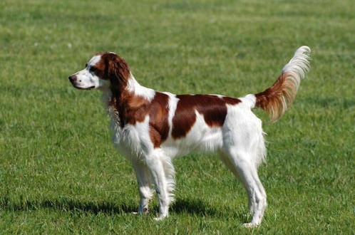 Irish Red And White Setter Dog Breed Information And Facts ...