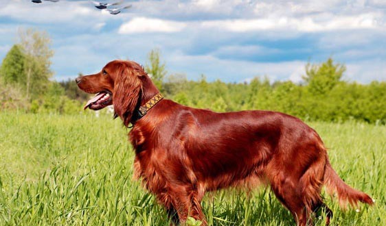 Irish Setter dog breed information and facts | alldogsworld.com