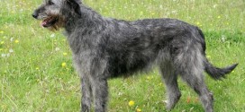 Irish Wolfhound - picture