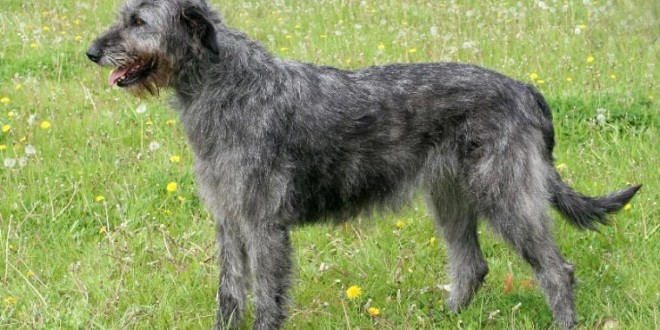 irish wolfhound dog breed information and facts