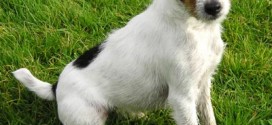 Jack Russell Terrier - picture