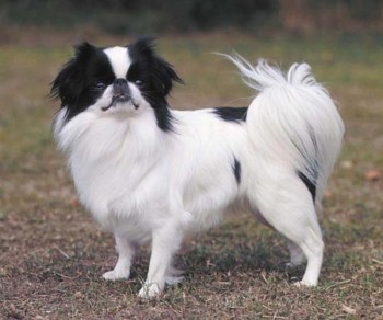 Japanese Chin - picture