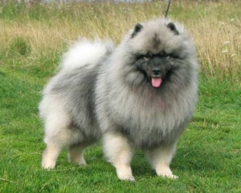 Keeshond breed - picture