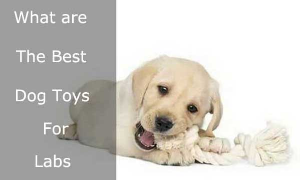 Best chew toys for Labs - picture