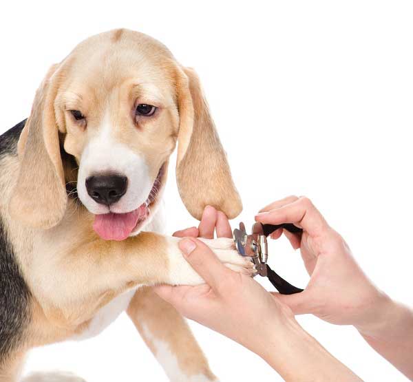 Best Dog Nail Clippers: Top 10 Nail Trimmers for Dogs - Reviews ...