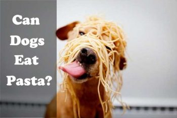 Can Dogs Eat Pasta? Spaghetti, Noodles? Is it good or bad for them