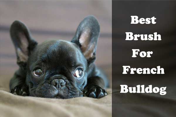 Best brush for French Bulldog - picture