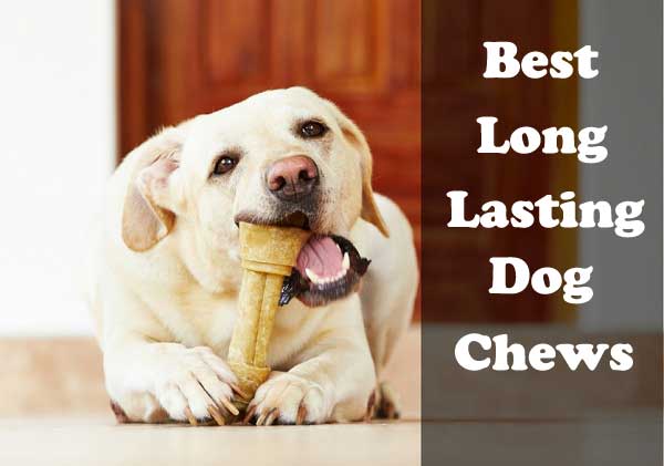 Best Long Lasting Dog Chews - picture