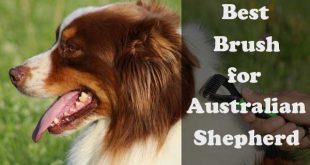 Best brush for Australian Shepherd - picture
