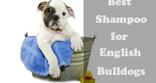 Best shampoo for English Bulldogs - picture
