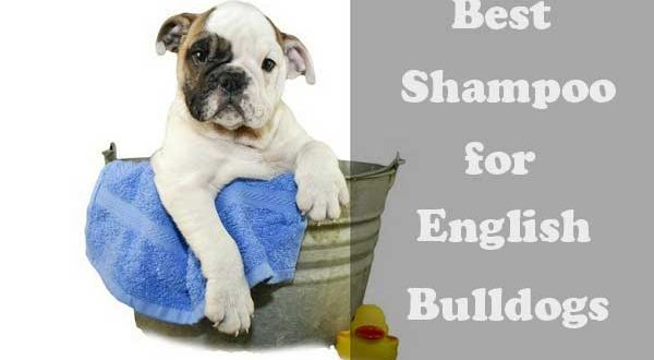 Best Shampoo for English Bulldogs