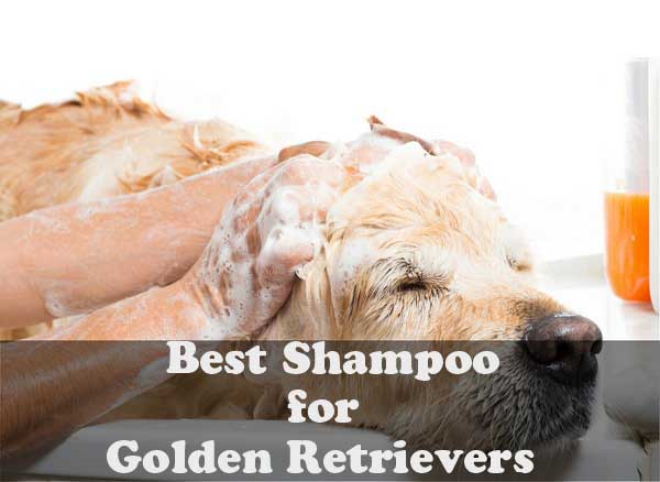 Best shampoo for Golden Retrievers - picture