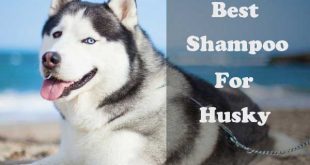 Best Shampoo for Husky - picture