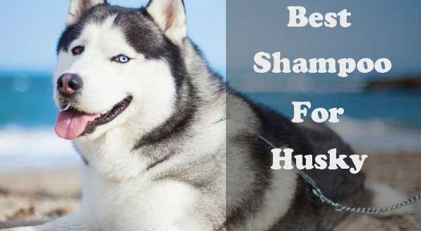 best shampoo for husky