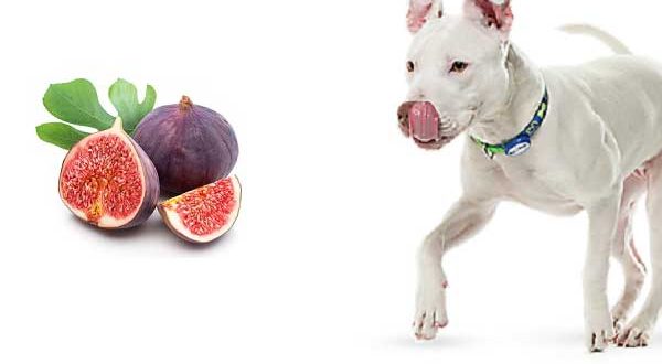 can dogs eat dried figs