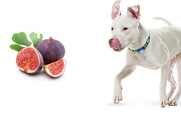 Can dogs eat figs - picture