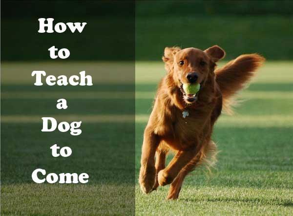 How to teach a dog to come