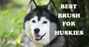 Best Brush for Huskies - picture