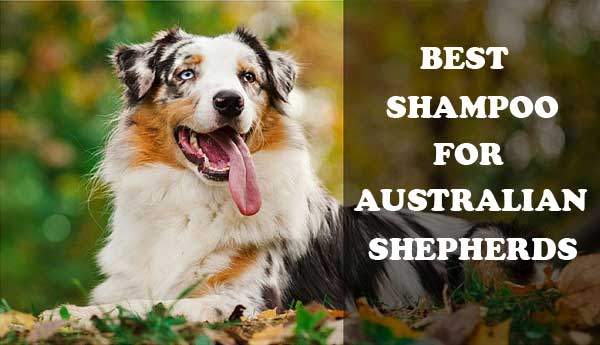 Best shampoo for Australian shepherds - picture