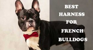 Best harness for French Bulldogs - picture