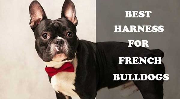 Best Harness for French Bulldogs - Harnesses vs Collars | alldogsworld.com