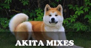 Akita Mixes - picture