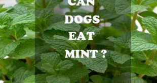 Can dogs eat mint? - picture