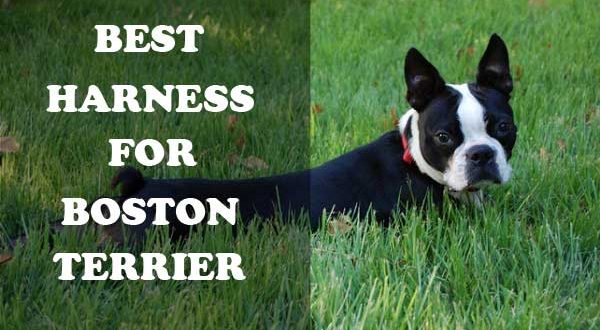 What is The Best Harness for Boston Terriers | alldogsworld.com