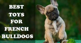 Best toys for French Bulldogs - picture