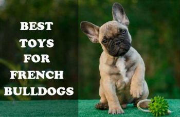 Best Toys for French Bulldogs - Top Reviews | ALL DOGS WORLD
