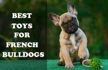 best toys for british bulldogs