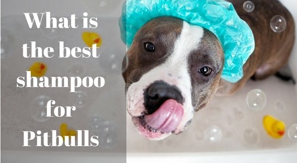 Best shampoo for Pitbulls - picture
