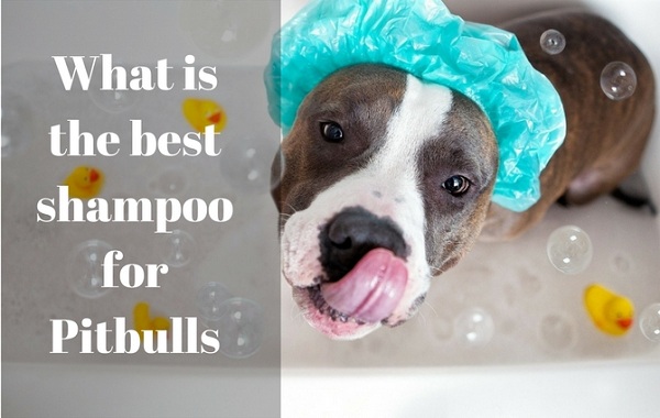 Best shampoo for Pitbulls - picture