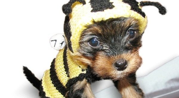 Halloween Dog Sweater - Bee
