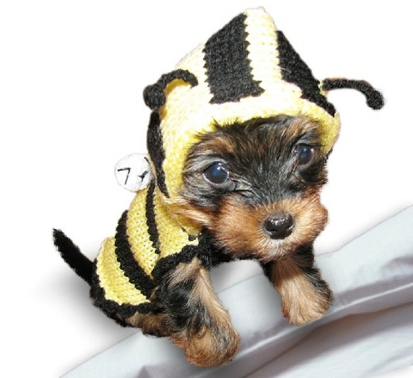 Halloween Dog Sweater - Bee